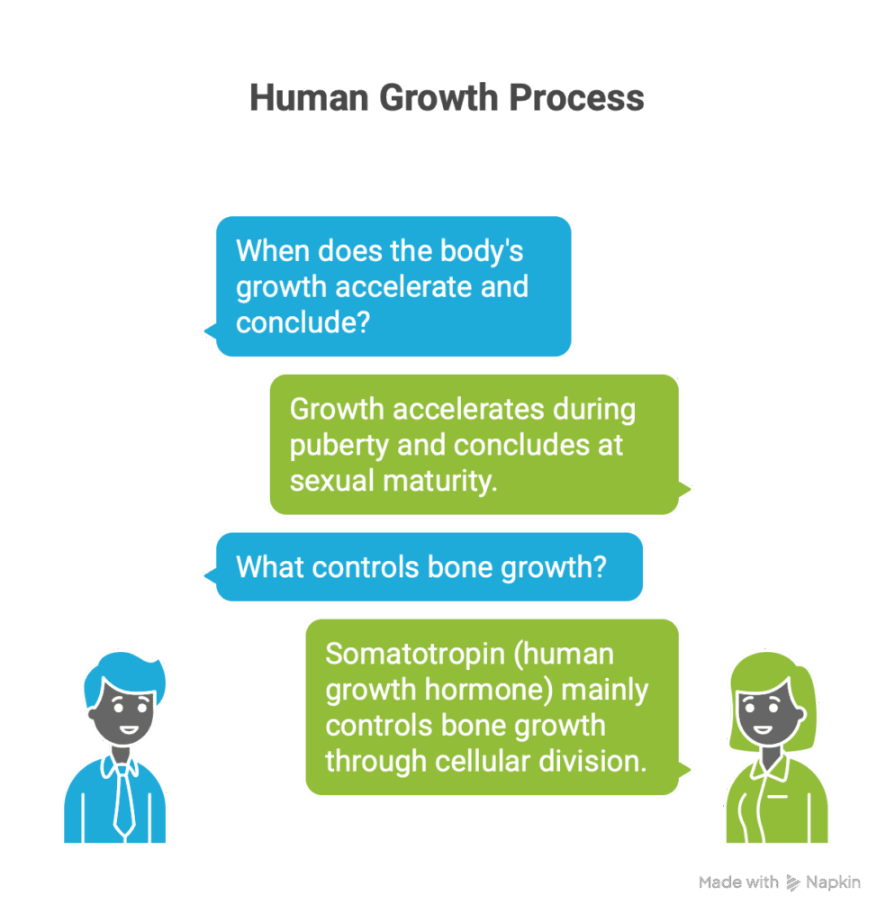 Human growth process explained