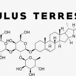 How Does Tribulus Increase Testosterone
