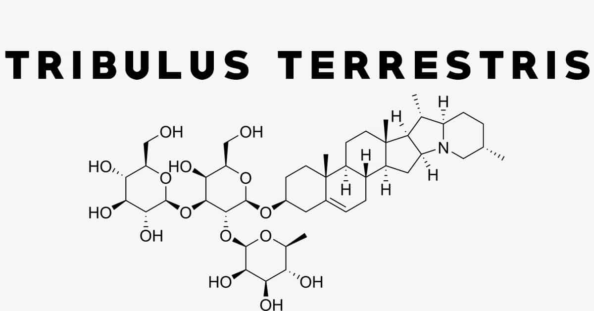How Does Tribulus Increase Testosterone