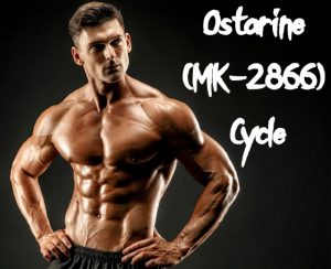 Ostarine cycle