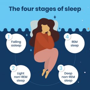 4 sleep stages
