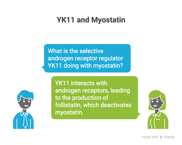 What is the selective androgen receptor regulator YK11 doing with myostatin?