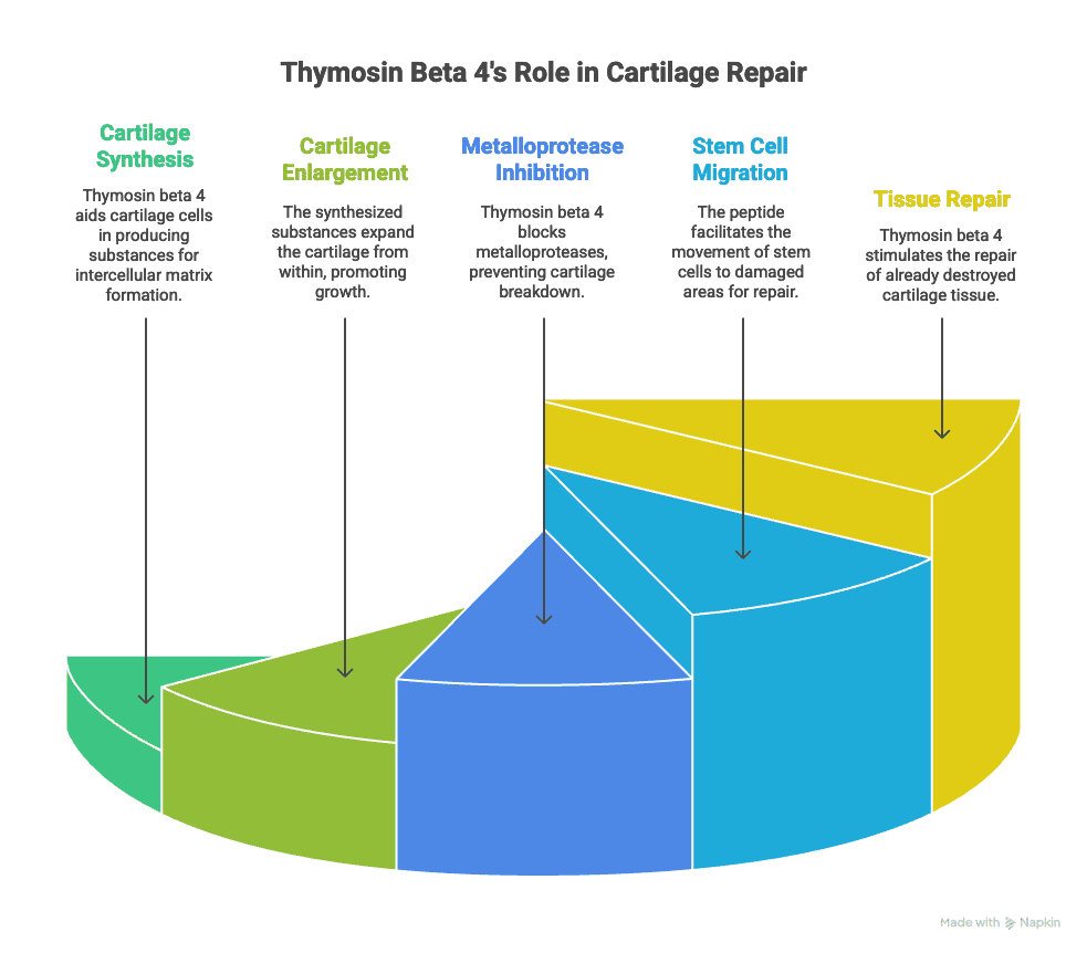 How does TB 500 work?