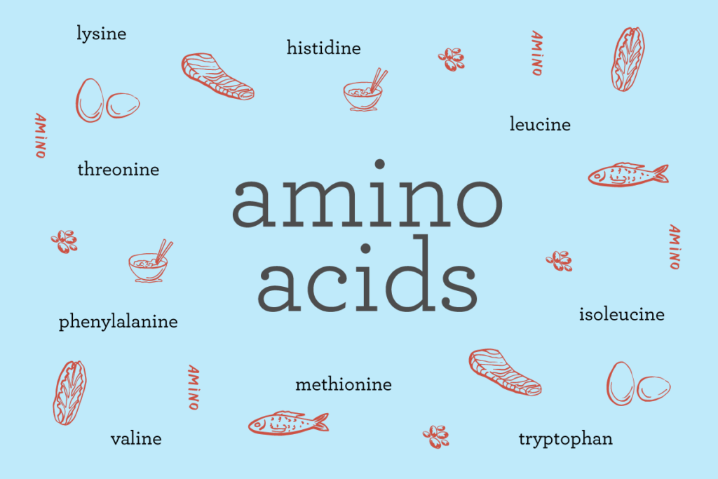 Amino Acids for Muscle Growth and Anti-Aging